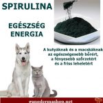 A spirulina por könnyedén adagolható kutyák és macskák étrendjébe. Házi kedvencünk energiája, életkedve megsokszorozódik.