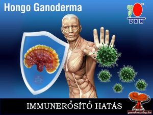 DXN Immunerősítő gyógygomba immunerősítő hatás vírusellenes ganoderma, pecsétviaszgomba por